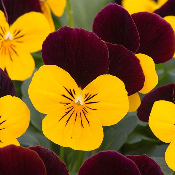 Viola Sorbet Orange Jump Up  (174-1)